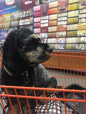 Punchy at Home Depot